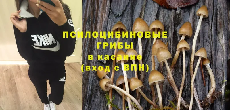 Псилоцибиновые грибы Psilocybine cubensis  хочу   Краснокаменск 